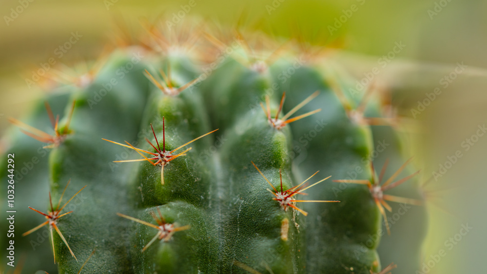 Close-up of a green cactus with sharp spines, showing detailed textures and natural colors. Perfect for nature, desert, or botanical-themed projects. Close-up of a green cactus with sharp spines, showing detailed textures and natural colors. Perfect for nature, desert, or botanical-themed projects.