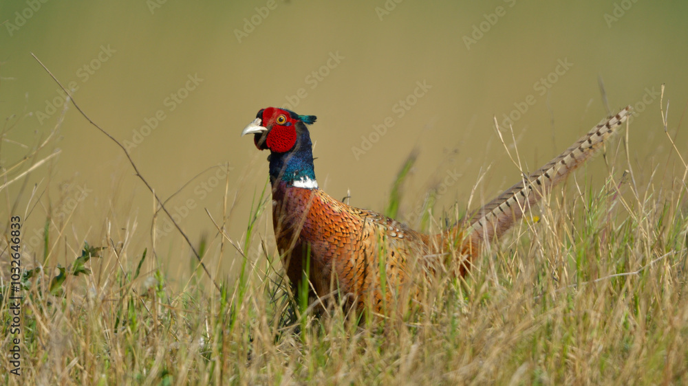 Fototapeta premium Common Pheasant in grass