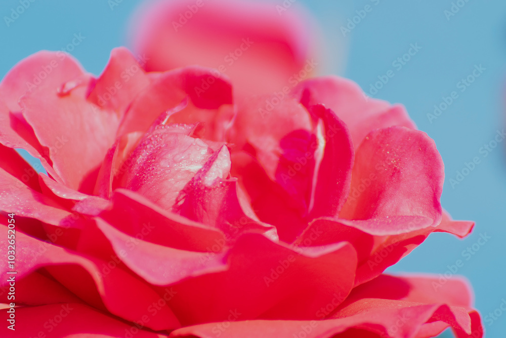 Pink rose, flower of the woody perennial flowering plant, genus Rosa , family Rosaceae. There are over three hundred species and tens of thousands of cultivars. Winter moring dew drops on the petals. Pink rose, flower of the woody perennial flowering plant, genus Rosa , family Rosaceae. There are over three hundred species and tens of thousands of cultivars. Winter moring dew drops on the petals.