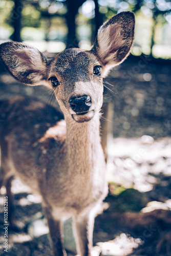 Wallpaper Mural deer in the forest Torontodigital.ca