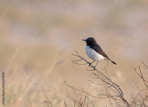 Принти на полотні variable wheatear or Oenanthe picata at Desert National Park in Rajasthan, India