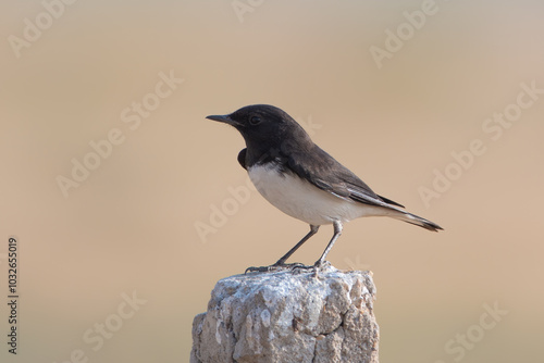 variable wheatear or Oenanthe picata at Desert National Park in Rajasthan, India photo