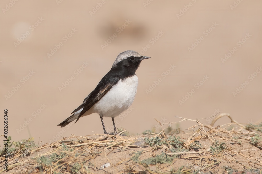 variable wheatear or Oenanthe picata at Jorbeer carcass dump in Rajasthan, India variable wheatear or Oenanthe picata at Jorbeer carcass dump in Rajasthan, India