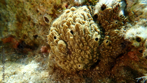 Stinker sponge (Sarcotragus fasciculatus) close-up undersea, Aegean Sea, Greece, Halkidiki, Kakoudia beach photo