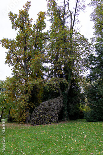 big amout of stump near tree in the forest photo