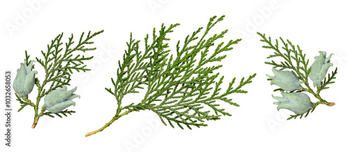 A set of Platycladus orientalis thuja branches with cones isolated on a white background. Design element for creating Christmas arrangements, collages, cards, patterns, frames. photo