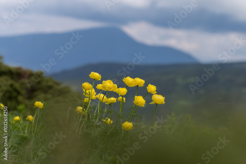 Trollius altissimus flowering plant of the family Ranunculaceae. Trollius altissimus is a unique alpine plant that blooms in the Carpathian highlands. photo