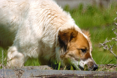 Cane che beve photo