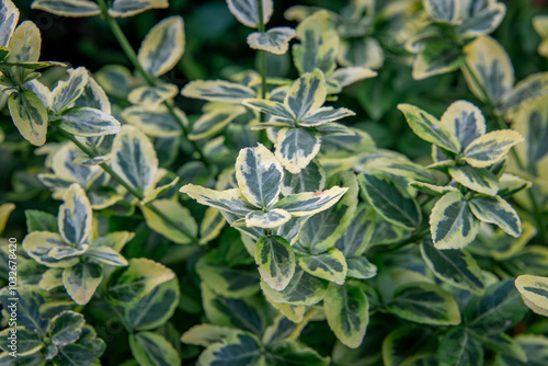 spindle emeral gold, a creeping plant with white-yellow-green leaves in the garden in autumn photo