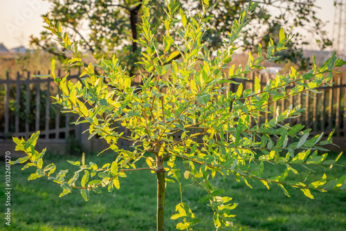 hakuro willow and its beautiful leaves. a tree grafted onto a trunk growing in the garden photo