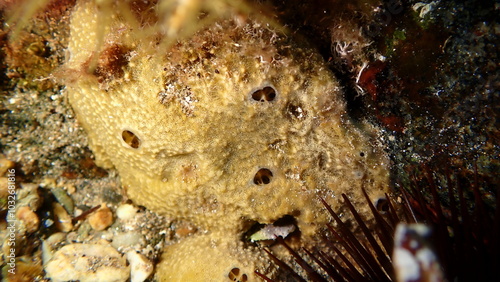 Variable loggerhead sponge (Ircinia variabilis) close-up undersea, Aegean Sea, Greece, Halkidiki, Pirgos beach photo