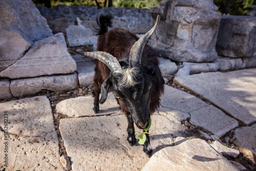 Black Goat with horns in some ancient Ruins photo