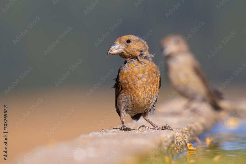 Obraz premium Red Crossbill