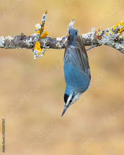 Krüper`s Nuthatch photo