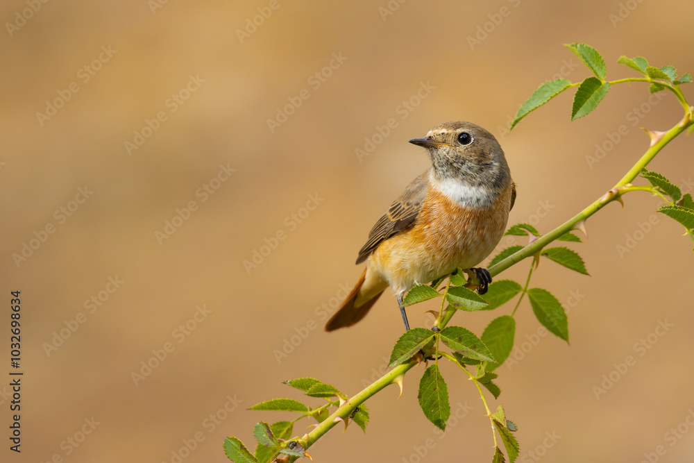 Fototapeta premium Common Redstart