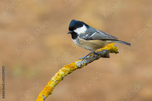 Coal Tit