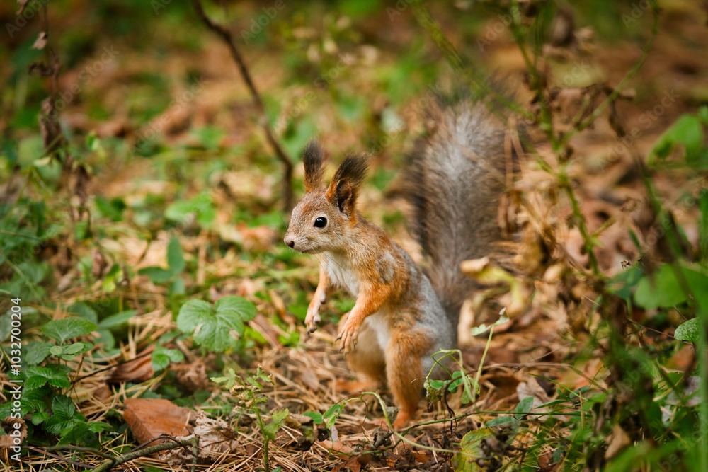 A portrait of squirrel in autumn forest. The squirrel is surrounded by colorful fall foliage. A portrait of squirrel in autumn forest. The squirrel is surrounded by colorful fall foliage.