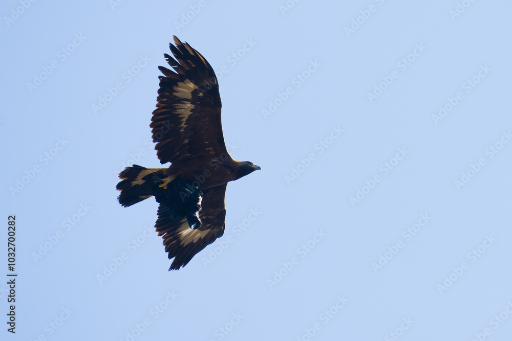 Obraz premium The hunt of golden eagle