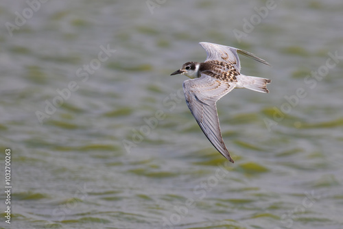 Whiskered Tern photo