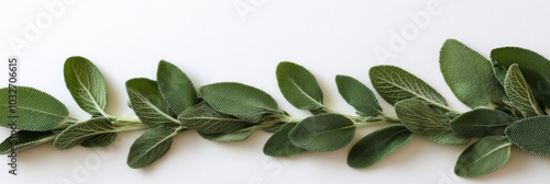 Fresh green sage leaves arranged neatly on a white surface for culinary use a...