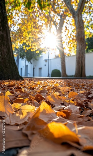 Golden autumn leaves blanket the ground under a bright sunlight in a serene p...