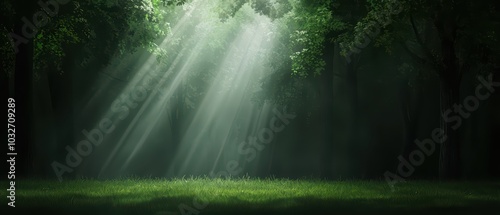 Sunlight streaming through a dense forest, creating a serene and mystical atmosphere.
