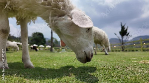 Đà lạt, cừu ăn cỏ, slow motion, 4k raw
da lat, sheep photo