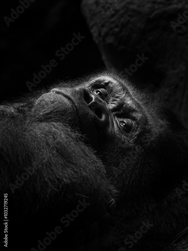 Close view of the face a gorilla. Close-up portrait of a western lowland gorilla (gorilla gorilla gorilla)