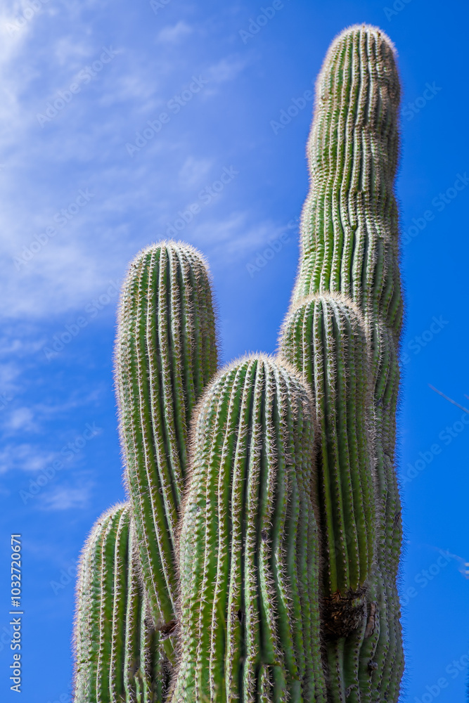 Tall Cactus in Sunny Desert Landscape Tall Cactus in Sunny Desert Landscape