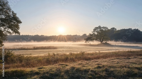 A quiet meadow at dawn, with soft mist rising from the ground and the first light of day shining through