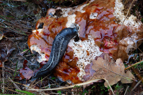 Slimy scene: Ash-black slug eating rotting mushroom 