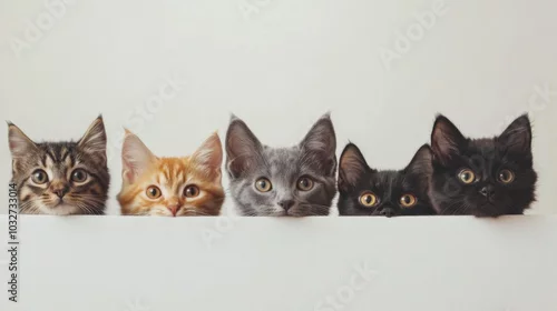 Fototapeta Adorable Lineup of Curious Kittens