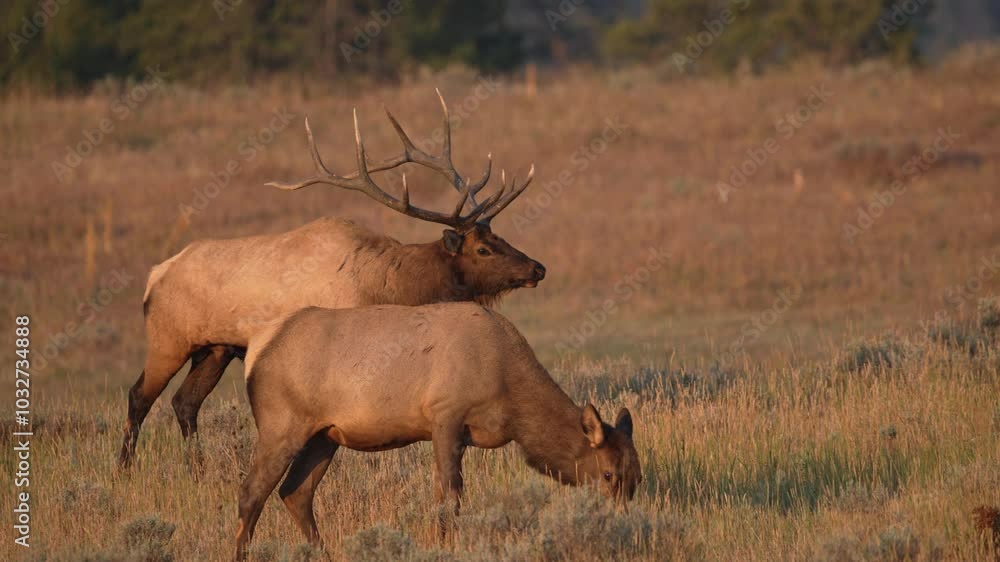 Bull elk grazing next to his harem of cow elk during the rutting season. Bull elk grazing next to his harem of cow elk during the rutting season.