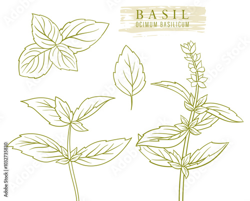 fresh raw basil herb. flat hand drawn lively line botanical vector illustration