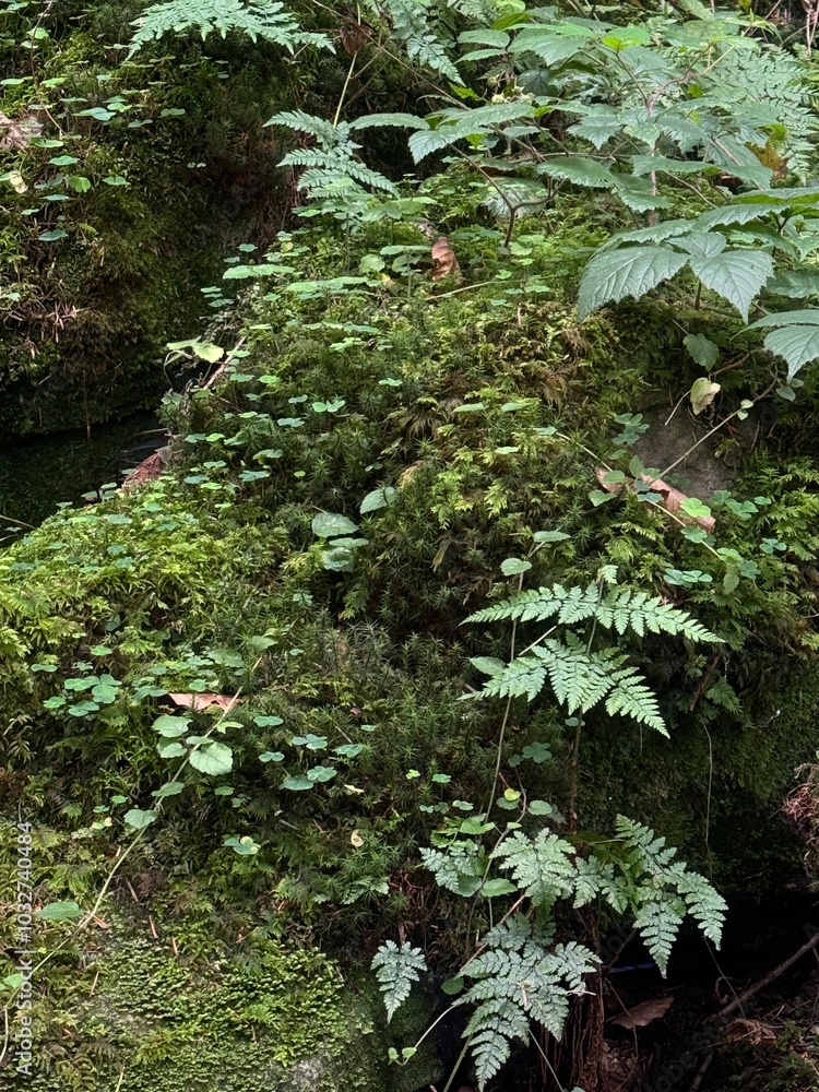 Fototapeta premium Picturesque Tustan showcases the stunning beauty of Ukrainian nature, featuring broad ferns that flourish in lush greenery, vibrant wildflowers that add color, and towering rocks that create a majesti
