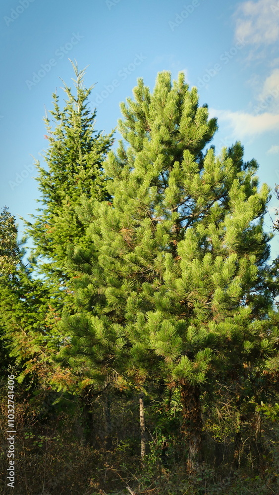 spruce (fir-tree) and pine in the forest