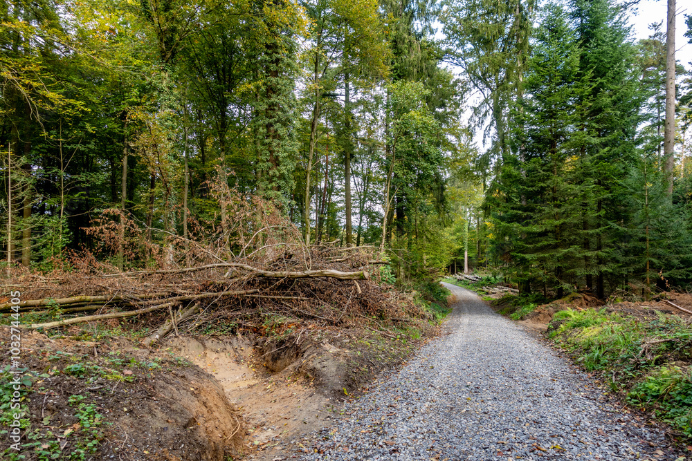 Fototapeta premium Abholzung im Mischwald