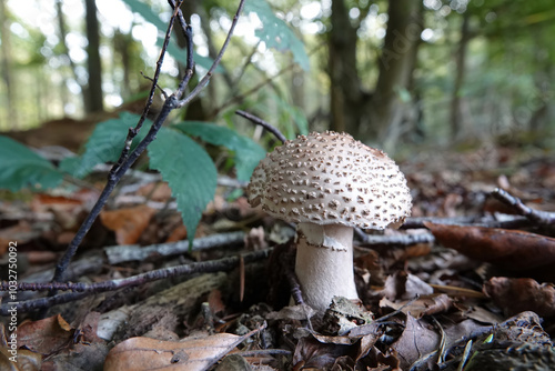 Closeup on a freckled dapperling mushroom, Lepiota aspera photo