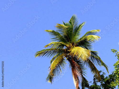 Coconut palm tree top and blue sky, tropical background photo photo