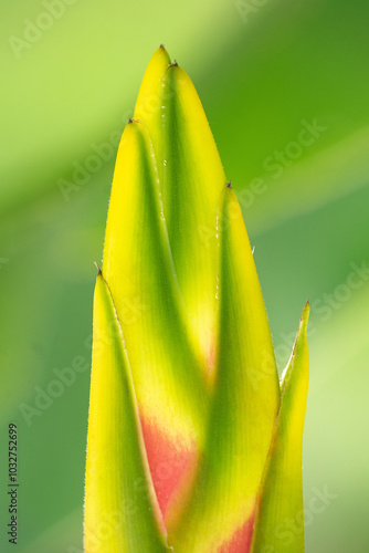 Heliconia photo