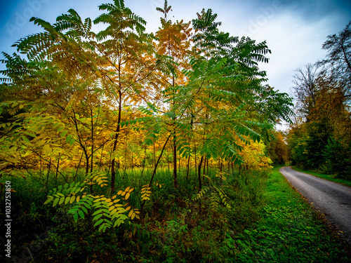 Herbst im Mischwald photo