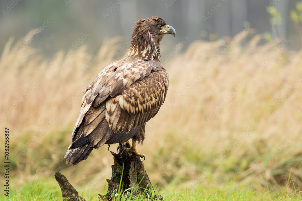 A large predatory bird sitting on a stump in an autumn meadow A large predatory bird sitting on a stump in an autumn meadow