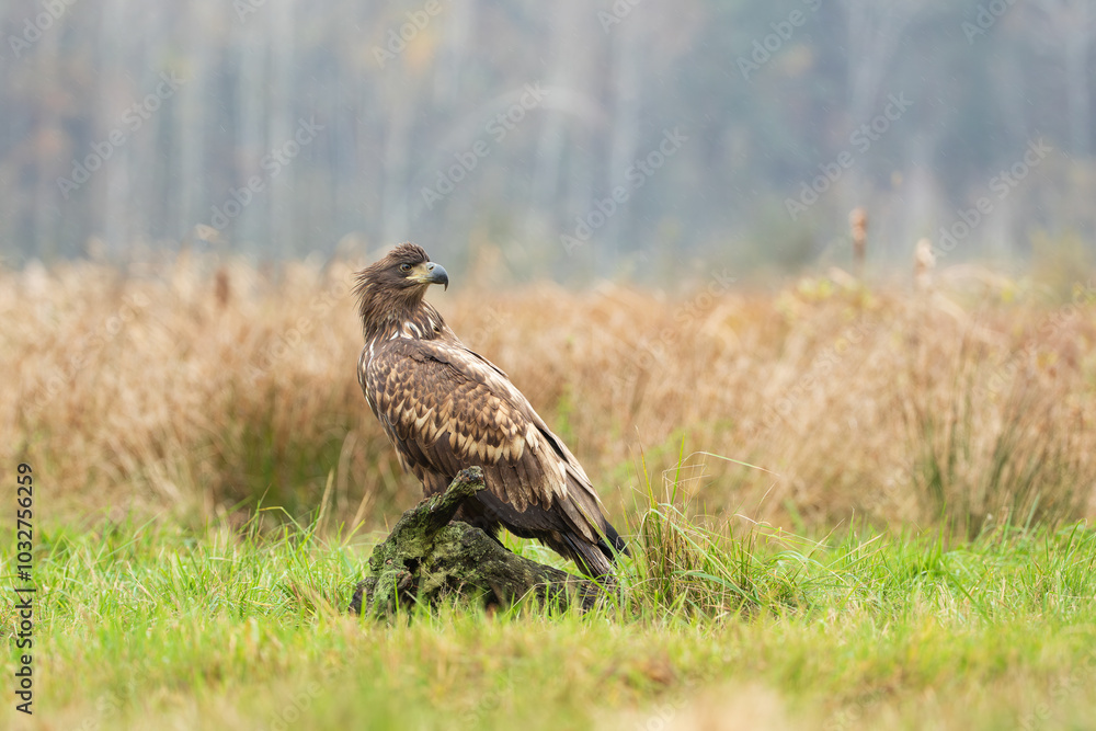 An eagle sitting on a tree stump looking back An eagle sitting on a tree stump looking back