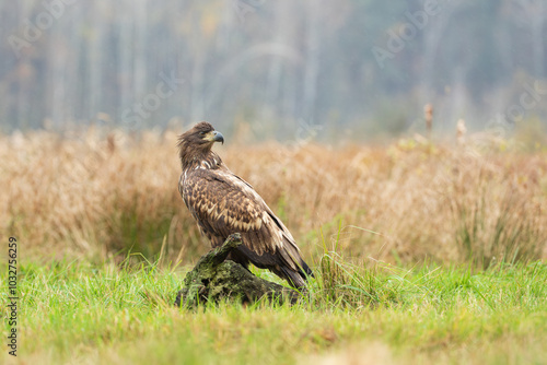 An eagle sitting on a tree stump looking back