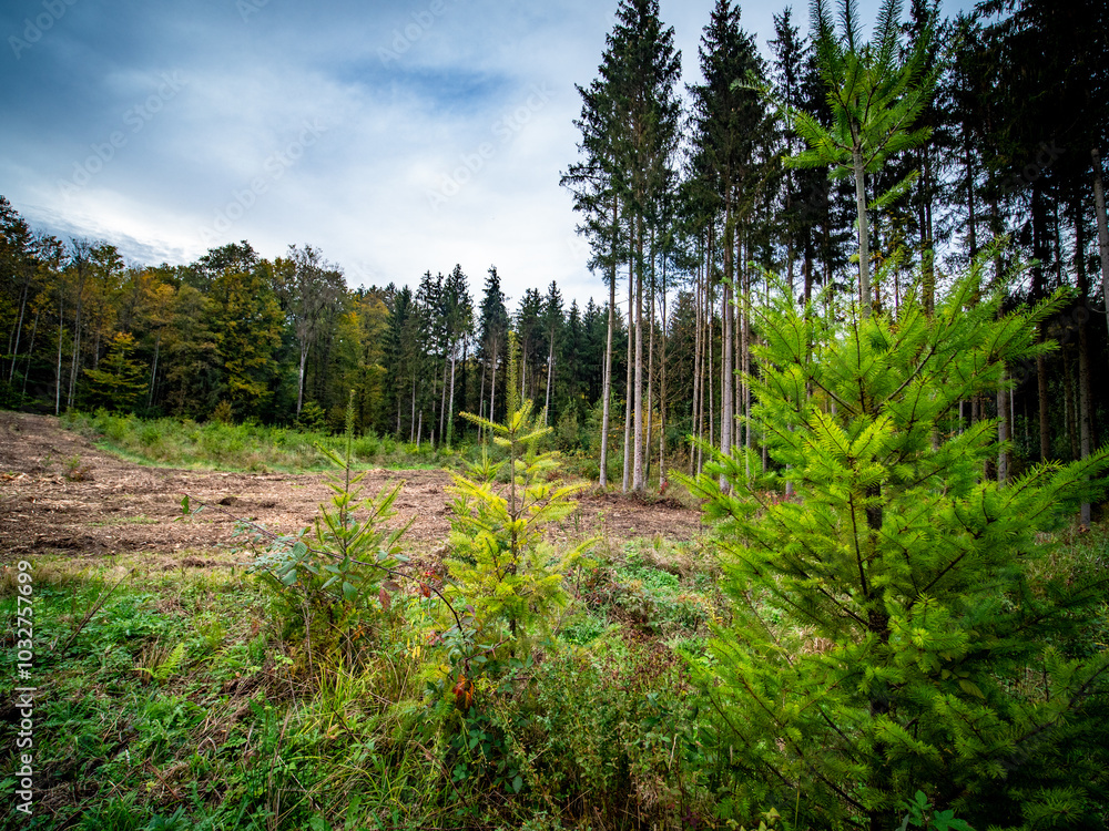 Wiederaufforstung nach Abholzung im Mischwald Wiederaufforstung nach Abholzung im Mischwald