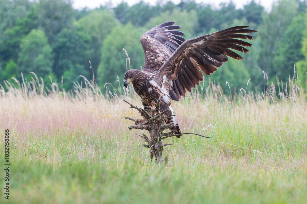 A white tailed eagle with spread wings sitting on a stump A white tailed eagle with spread wings sitting on a stump