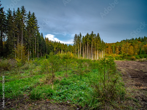 Wiederaufforstung nach Abholzung im Mischwald photo