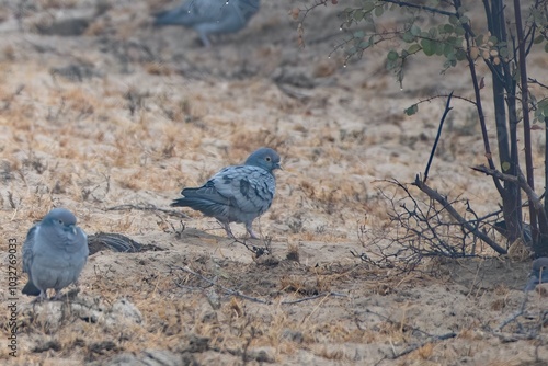 yellow-eyed pigeon or Columba eversmanni at Jorbeer, Rajasthan, India photo