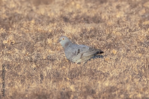 yellow-eyed pigeon or Columba eversmanni at Jorbeer, Rajasthan, India photo