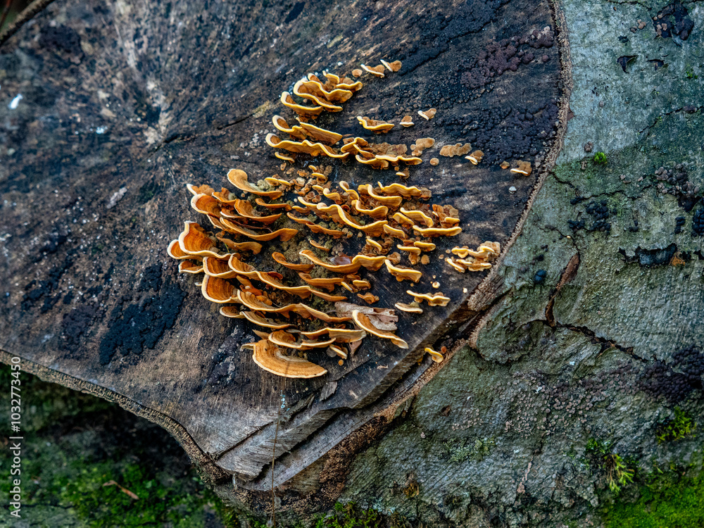 Baumpilze auf einem Baumstamm im Herbst Baumpilze auf einem Baumstamm im Herbst